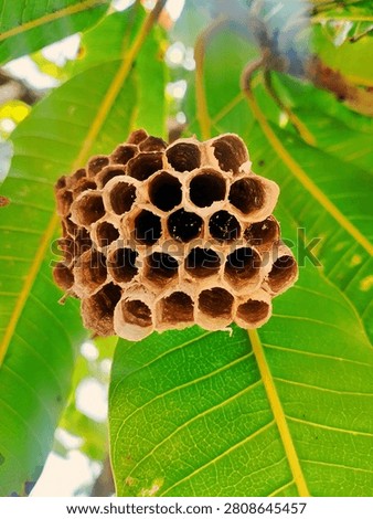 Empty paper wasp nest with hexagonal cells hanging on a green leaf in the garden. Close-up nature photography.