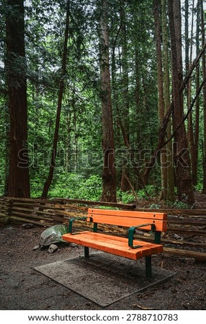 Empty park bench in a lush forest after rainfall