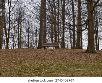 Empty park bench under bare trees, writers retreat offering contemplative pause on leafstrewn slope