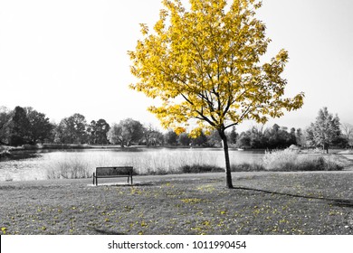 Empty Park Bench Under Golden Yellow Tree In Black And White Landscape