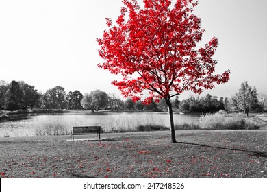 Empty park bench under red tree in black and white