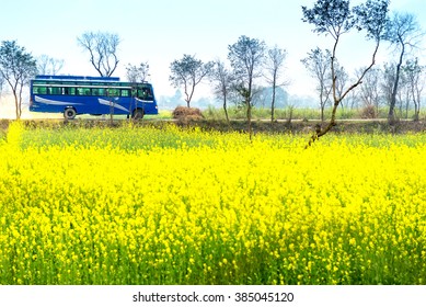 a empty passengers bus ran through the yellow mustard flower field