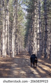 An Empty Path In A Pine Forest. A Black Rottweiler Dog Runs Into The Distance. Walking With A Pet Without A Leash. Focus In The Background. Blurred Motion. A Defocused Shot Of A Dog