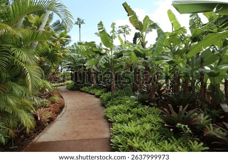 an empty path through a beautiful jungle garden in Hawaii