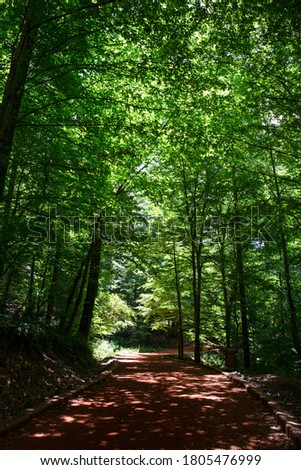 Empty pathway in a forest lit by the sun filtering through green tree leaves, Istanbul, Turkey