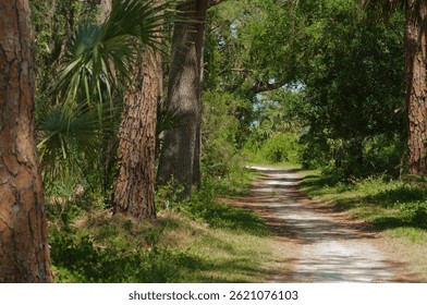 Empty Peaceful Forest Path Through Lush Greenery on a Serene Sunny Day. Explore a tranquil forest path lined with lush greenery and tall trees, offering a peaceful atmosphere for walking, hiking