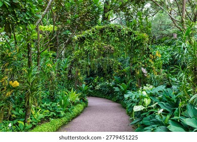 Empty pedestrian park pathway with thick overgrown arch among the dark lush tropical foliage of ferns, orchid leaves and hanging greenery at Singapore Botanic Gardens