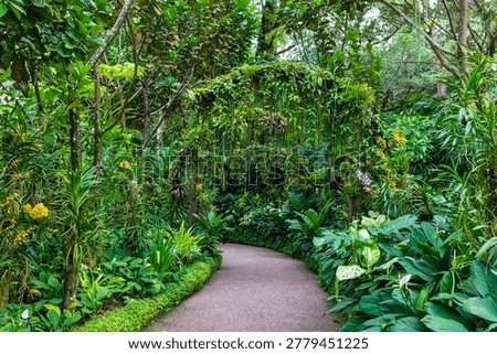 Empty pedestrian park pathway with thick overgrown arch among the dark lush tropical foliage of ferns, orchid leaves and hanging greenery at Singapore Botanic Gardens