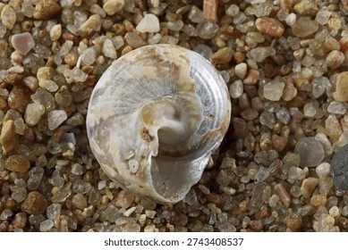 EMPTY PERIWINKLE SHELL UNDERSIDE ON SAND