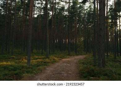 Empty Pine Forest With Track And Bilberry Bushes In Late Summer, Nature