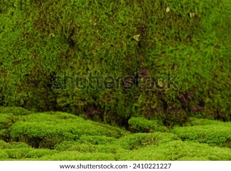 Empty Podium Green moss covered top table surface. Show of the moss texture in nature for eco products mockup platforms .