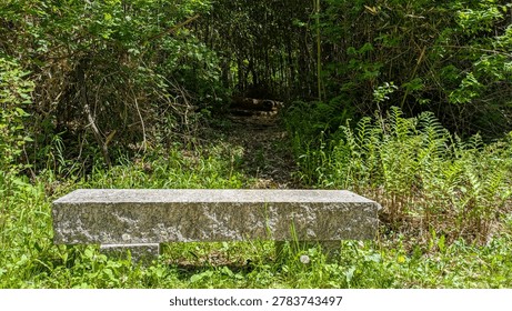 Empty rectangular stone bench sitting near trail leading into bamboo forest