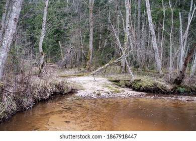 empty river bed in early spring with muddy water and wet green foliage. trees with no leaves, wide angle