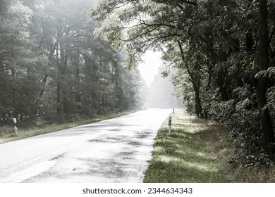 Empty road amidst trees in forest - Powered by Shutterstock