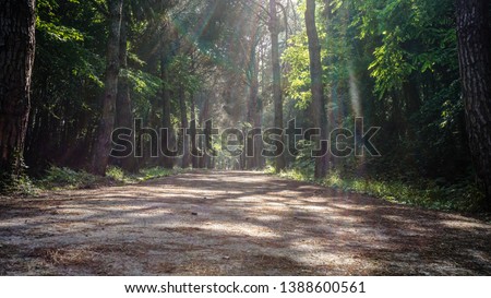 Empty road in Ataturk Arboretum leading to distant through deciduous tree woods. Dirt forest trekking hike trail / path / route. Sun rays in fall / autumn season. Picturesque wilderness endless scene.