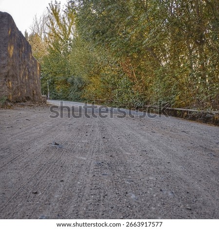 The empty road with beautiful trees.