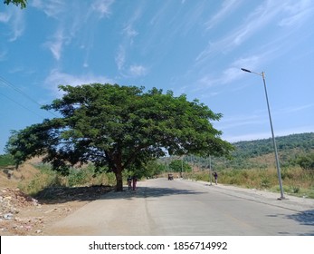 Empty Road With Big Tree, Mumbai, India