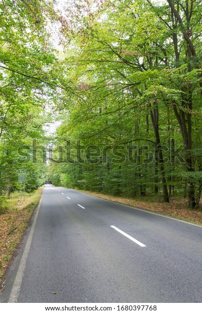 Empty road with broken line in the middle of\
deciduous forest, green trees alley, sunny summer day, carbon gas\
emissions or wanderlust\
concept