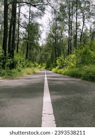Empty road in the forest