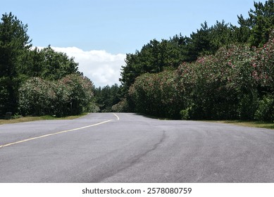 Empty Road In The Forest