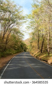 Empty road in forest.