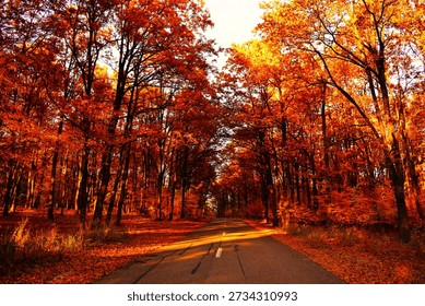 Empty road passing through a forest with vibrant autumn foliage. Trees with orange and red leaves lining the road, creating a warm seasonal landscape with strong perspective.