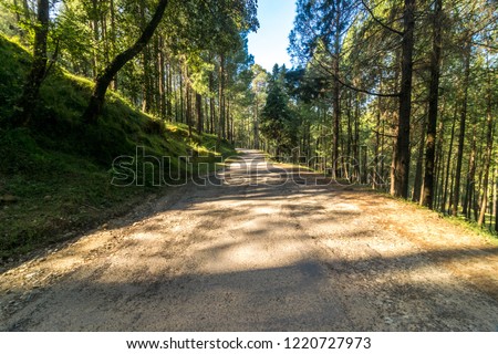 Empty Road in Pines tree forest in Sankri Range, Uttrakhand