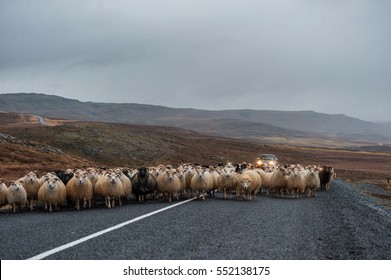 Empty Road and Sheep in Iceland. Wild Nature. Local Farmer Car in Background.