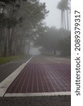 An empty road surrounded by pine and palm trees in a foggy morning.