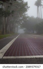 An empty road surrounded by pine and palm trees in a foggy morning.