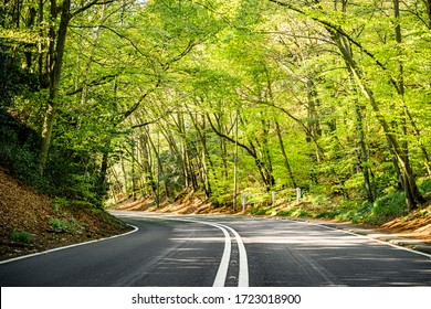 Empty road through beautiful green woodland in Surrey, England 