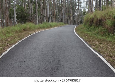 Empty road through the green trees.	