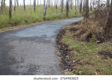 Empty road through the green trees.	