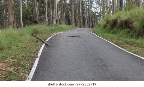 Empty road through the green trees.