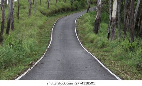 Empty road through the green trees.