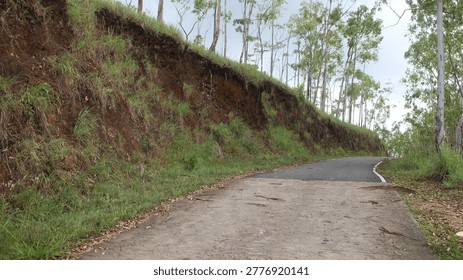 Empty road through the green trees.