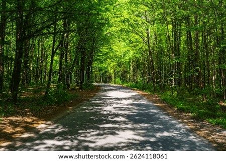 Empty road through the green trees in forest.