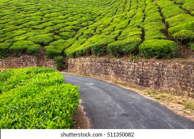 Empty Road Through Tea Plantations In Munnar, India