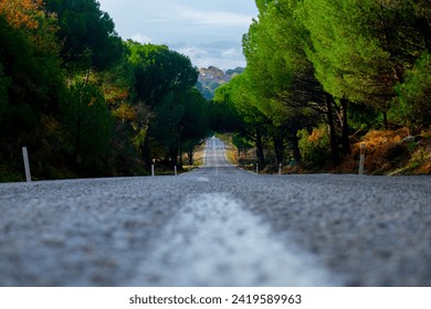 Empty road with a view of trees, Empty road with a view of trees and a landscape concept idea with texture area for writing.