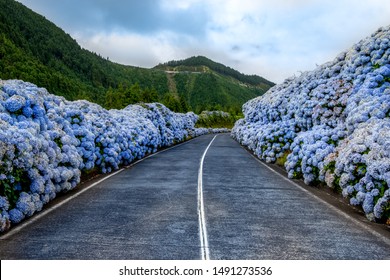 Azores Hydrangea High Res Stock Images Shutterstock