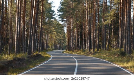 Empty road winds through lush pine forest, with sunlight dappling the asphalt. The scene captures the beauty of nature, showcasing a serene and peaceful landscape. Driving on empty curved highway