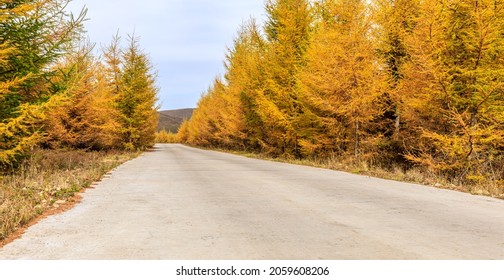 Empty Road And Yellow Pine Forest Natural Landscape In Autumn.Road And Woods Background.