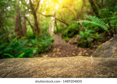 Empty Rock Table For Product Display In Jungle Of Tasmania, Australia. Nature Product Advertisement Concept.