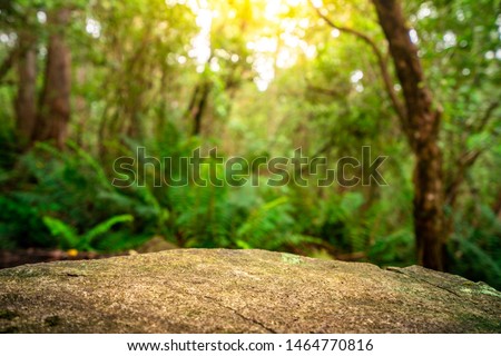 Empty rock table for product display in jungle of Tasmania, Australia. Nature product advertisement concept.