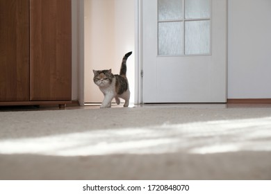 lulu walking kitty