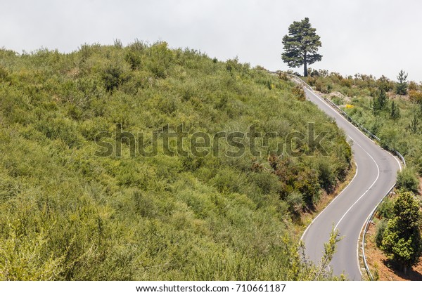 an empty rural road in the hills, a lonely\
tree on top. the concept of idea is a difficult, tortuous way to\
the top, the tree of\
knowledge.