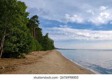 Empty Sandy Beach with Forest Edge on a Clear Summer Morning, Baltic Coastline, Eye-Level View