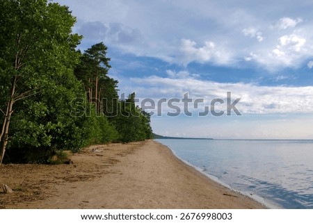 Empty Sandy Beach with Forest Edge on a Clear Summer Morning, Baltic Coastline, Eye-Level View