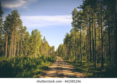 An empty sandy dirt road runs through the forest with big pine trees on both sides. Shadows fall on the ground. Location: Northern Sweden, Scandinavia (Pitea, norrbotten).