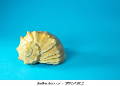 Empty Sea Shell Rapana Or Large Predatory Sea Snail On Blue Or Azure Background. Copy Space.